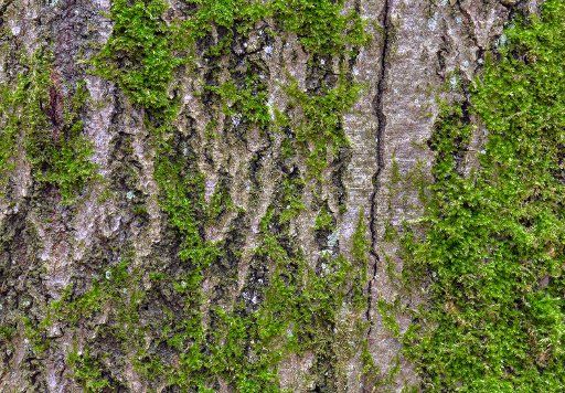 06 January 2019, Brandenburg, Sieversdorf: Moss grows on the trunk of a beech tree. Photo: Patrick Pleul\/dpa-Zentralbild\/