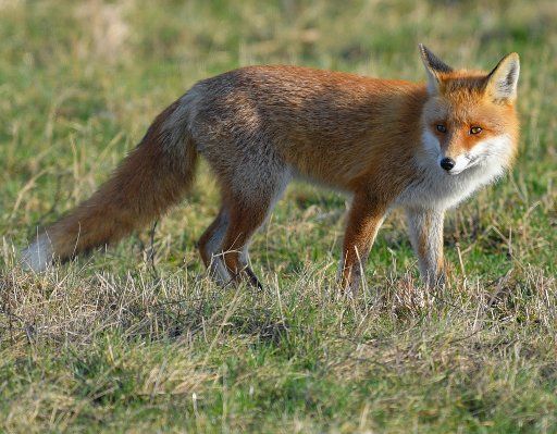 19 January 2019, Brandenburg, Straupitz: A red fox (Vulpes vulpes) stands in the sunlight on a meadow in the Spreewald and looks for prey. Photo: Patrick Pleul\/dpa-Zentralbild\/
