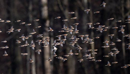 13 February 2019, Baden-Wuerttemberg, Wannweil: A swarm of sparrows flies over a field in sunny weather. Photo: Fabian Sommer\/