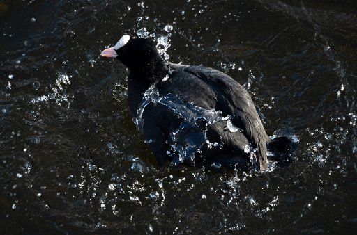 14 February 2019, Brandenburg, Potsdam: A coot is cleaning up on the Havel in Potsdam. Photo: Ralf Hirschberger\/dpa\/