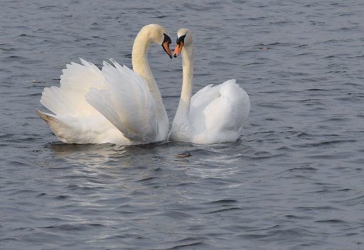 19 February 2019, Brandenburg, Müllrose: A pair of hump swans (Cygnus olor) swims on the Großer Müllroser See in the Oder-Spree district. The swan was already worshipped by the Greeks at the time of the gods. Photo: Patrick Pleul\/dpa-Zentralbild\/