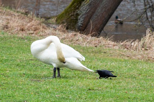 13 March 2019, Lower Saxony, Hannover: A crow bites the feathers of a swan\