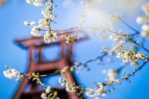 01 April 2019, North Rhine-Westphalia, Essen: Cherry blossoms are illuminated by the sun against a blue sky. In the background you can see the winding tower of the Zollverein colliery. Photo: Marcel Kusch\/
