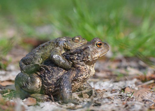 03 April 2019, Brandenburg, Schwerzko: A pair of earth toads (Bufo bufo) (male above) crawls over the forest floor in the Dorchetal not far from the Schwerzko mill. Due to the mild spring weather, the migration of toads to their spawning grounds is in full swing. Photo: Patrick Pleul\/dpa-Zentralbild\/