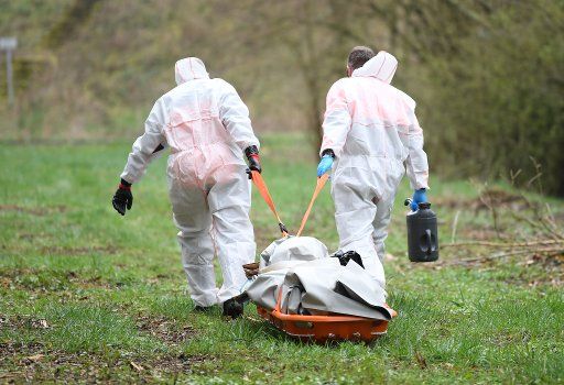 05 April 2019, Hessen, Aßlar-Bechlingen: Two trained employees of the Landesbetriebs HessenForst transport a wild boar carcass during an animal health exercise to test a possible outbreak of African swine fever. During a two-day exercise, the authorities want to prepare themselves for a possible outbreak of swine fever in this country. Photo: Arne Dedert\/