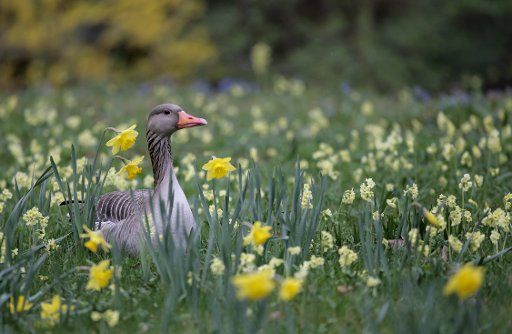 08 April 2019, Bavaria, München: A goose sits between daffodils on a meadow in the zoo Hellabrunn. Photo: Marie Reichenbach\/