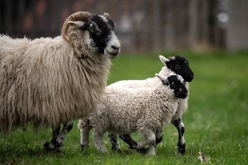 09 April 2019, Bavaria, Dießen am Ammersee: Two lambs of a Scottish Blackface run across a meadow. Photo: Sina Schuldt\/