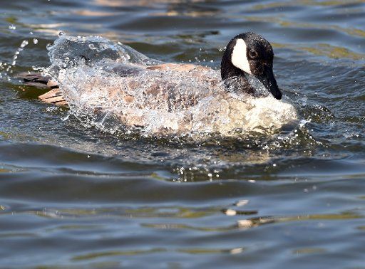 19 April 2019, North Rhine-Westphalia, Bochum: A Canada goose refreshes itself with water in the park at the Jahrhunderhalle. Photo: Caroline Seidel\/