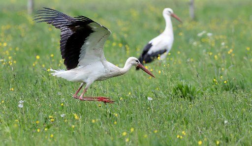 05 May 2019, Baden-Wuerttemberg, Unlingen: A stork jumps across a meadow in search of food. Photo: Thomas Warnack\/