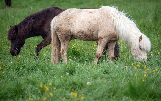 12 May 2019, Hessen, Wehrheim: Two horses graze on a pasture in the Taunus. In the coming days, the sun will shine more frequently in the region. Photo: Boris Roessler\/