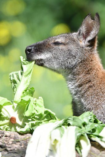 A kangaroo enjoying some tasty greens in its enclosure at the Zoo in Berlin, Germany, 10 August 2017. Photo: Paul Zinken\/