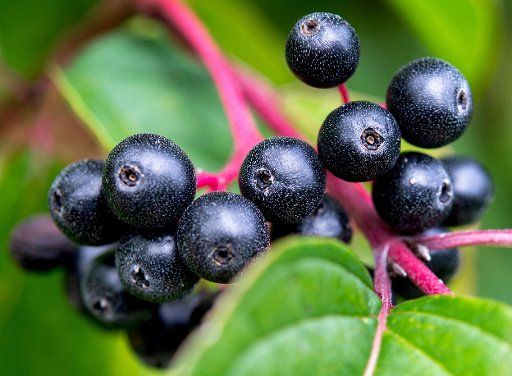 Black chockeberries (Aronia) grow on a bush in Hemmingen, Germany, 5 September 2017. Photo: Hauke-Christian Dittrich\/