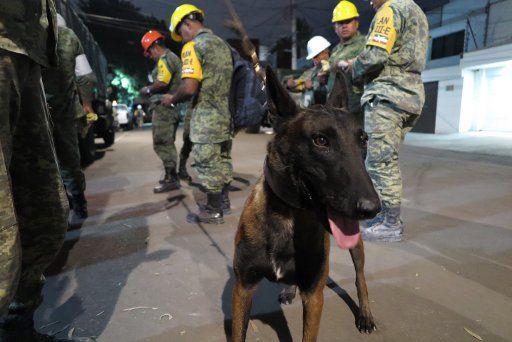 Pikachu the 5-year-old Belgian Shepherd in action in Mexico City, Mexico, 22 September 2017. Dogs are being used in search operations after the earthquakes in Mexico. Photo: Carmen Peña\/