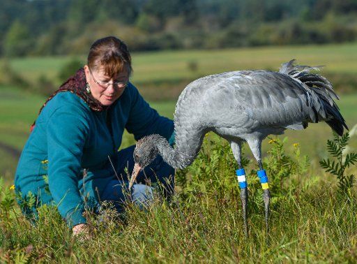 Conservationist Beate Blahy with Charly the young crane (Grus grus) in a field in Steinhoefel, Germany, 22 September 2017. Charly lives together with Beate Blahy and her husband Eberhard Henne on the conservationist\