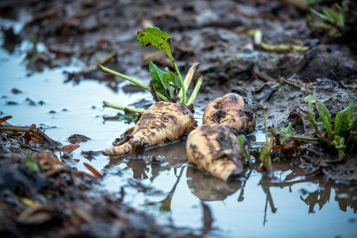 Sugar beets lie in a puddle on a recently harvested field near Kaeselow, Germany, 4 January 2018. Due to torrential rain in recent weeks heavy reaping machines were unable to yield the fields, leaving around 60 hectare of sugar beet fields unharvested. Photo: Jens Büttner\/dpa-Zentralbild\/