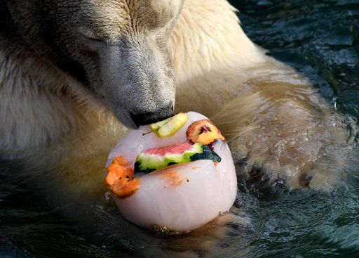A polar bear eats fruit at the zoo in Hanover, Germany, 07 February 2018. Photo: Peter Steffen\/