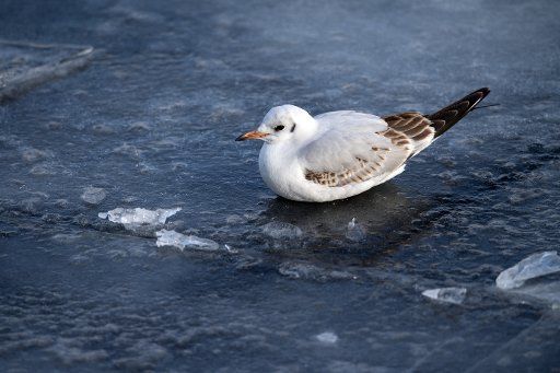 27 February 2018, Germany, Potsdam: A seagull sits on an ice floe on the Havel. Photo: Ralf Hirschberger\/dpa-Zentralbild\/