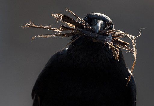 23 February 2018, Germany, Frankfurt\/Main: A crow builds a nest despite the cold temperatures. Photo: Fabian Sommer\/
