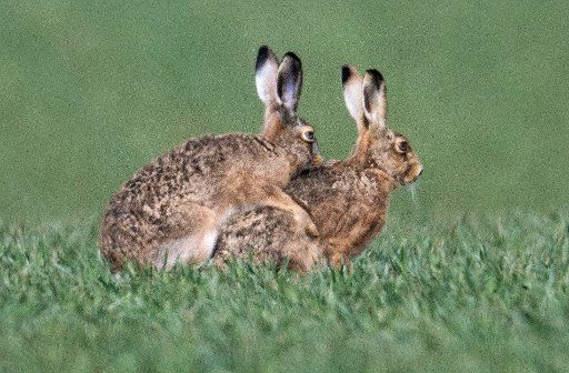 25 March 2018, Germany, Frankfurt\/Main: Hares enjoy sunshine and mild temperatures on a field. Photo: Boris Roessler\/
