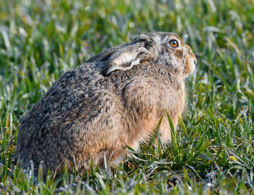 25 March 2018, Germany, Sachsendorf: A brown hare (Lepus europaeus) can be seen on a crops field. The brown hare is named in Germany as well \