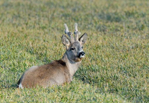 25 March 2018, Germany, Sachsendorf: A roebuck stands on a field. Photo: Patrick Pleul\/dpa-Zentralbild\/