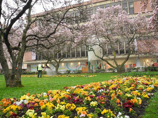 09 April 2018, Germany, Wuerzburg: A man stands beneath magnolia trees and waters plants near the main station. Photo: Christiane Gläser\/