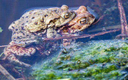 09 April 2018, Germany, Klein Salitz: A male toad (Bufo bufo) clings to a female during mating season. Photo: Jens Büttner\/dpa-Zentralbild\/