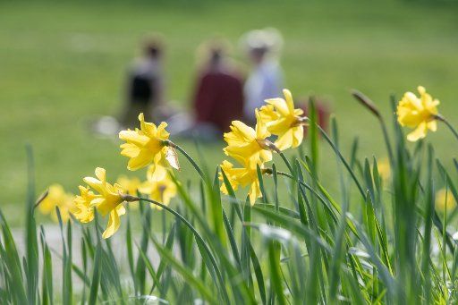 11 April 2018, Straubing: Daffodils bloom in a meadow. Photo: Armin Weigel\/