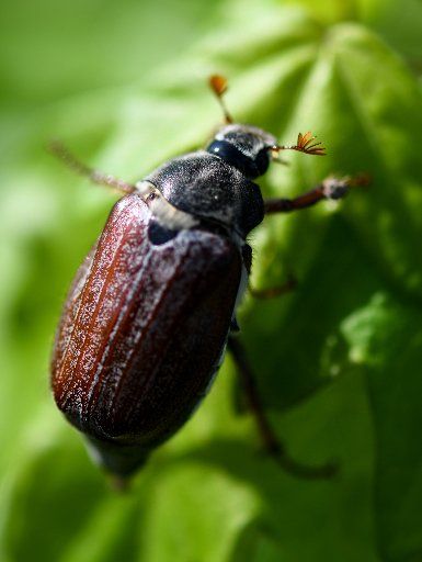 24 April 2018, Germany, Oberrotweil: A may beetle sitting on a leaf. The bugs are out due to the mild temperatures in April. Photo: Patrick Seeger\/