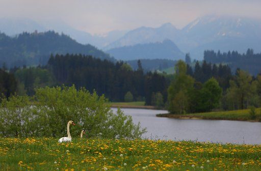 02 May 2018, Germany, Seeg: Two swans in a meadow with dandelions at the Schwaltenweiher reservoir with the Alps in the background. Photo: Karl-Josef Hildenbrand\/