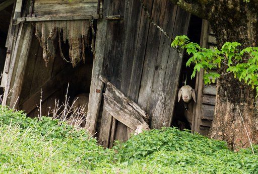 02 May 2018, Germany, Ettal: A sheep looking out of a wooden shack on a sheap field. Photo: Lino Mirgeler\/