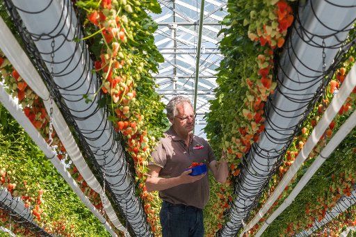 28 April 2018, Visbek, Germany: A man is standing in the strawberry farm Osterloh in a greenhouse picking strawberries. Photo: Mohssen Assanimoghaddam\/