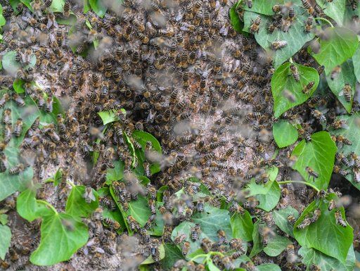 10 May 2018, Germany, Sieversdorf: Numerous bees are on a trunk of an old walnut tree covered with ivy in a garden. For years, a wild bee colony has been moving into the hollow trunk at the beginning of summer. The bee colony flew above the town\