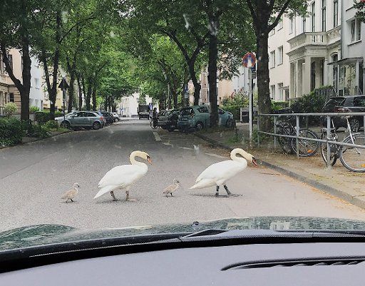 16 May 2018, Germany, Cologne: Two swans and their cygnets crossing the road. Photo: Rolf Vennenbernd\/