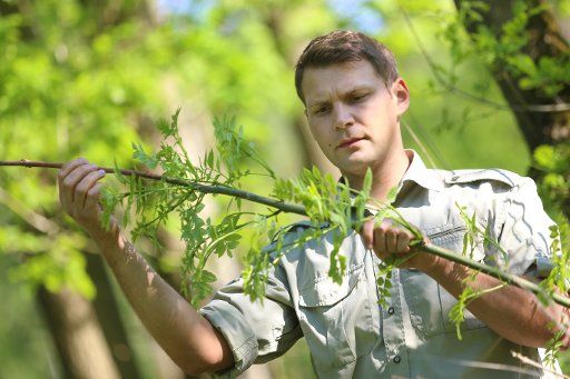 14 May 2018, Germany, Wittenfoerden: Forestry expert Marco Schrader checks an ash tree that is effected by a fungus (Hymenoscyphus fraxineus) in a forest near Wittenfoerden. Marco Schrader searches for ash trees in Mecklenburg-Western Pomerania that defy the fungus and thus, might provide descendants in the course of a nationwide research project. Photo: Danny Gohlke\/dpa-Zentralbild\/