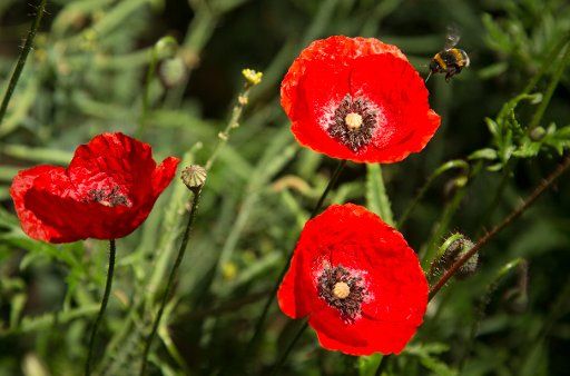 29 May 2018, Germany, Rehda-Wiedenbrueck: A bumblebee approaches a poppy on a field. Photo: Friso Gentsch\/