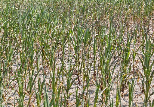 05 July 2018, Germany, Zossen: Dry maize plants after a persistant spell of dry weather. Photo: Patrick Pleul\/dpa-Zentralbild\/