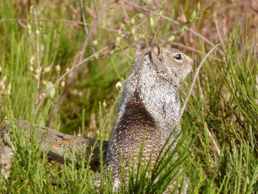 A grey squirrel sits in the grass at the Pacific coast near by Fort Bragg in California, United States of America, 30 August 2013. Photo: Alexandra
