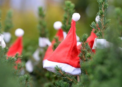 Christmas elf hats are put on small fir trees at the Rosengut market garden in Langerwisch, Germany, 04 November 2013. Photo: Ralf Hirschberger\/