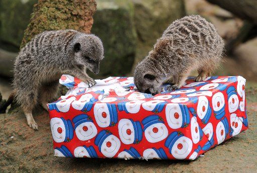 Meerkats look for mealworms in a Christmas gift at the zoo in Hanover, Germany, 20 December 2013. The keepers are giving their animals gifts for Christmas. Photo: HOLGER 