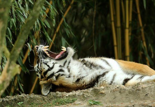 A sleepy Sibirian Tiger yawns in its enclosure at the zoo in Duisburg, Germany, 14 April 2014. Photo: ROLAND WEIHRAUCH\/