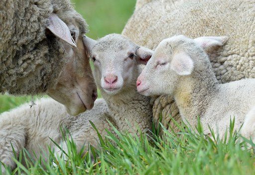 Two days old lambs lie on a lawn near Frankfurt Oder, Germany, 01 April 2014. Shepherd Udo Felgendreher keeps a herd of about 500 Merino Landschaf sheep. Photo: Patrick Pleul\/
