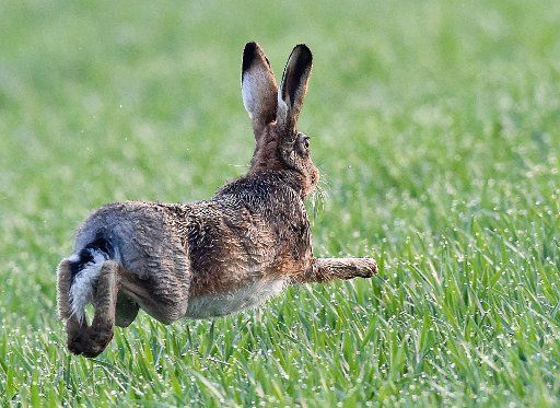 A hare (Lepus europaeus) runs across a field in the morning near Sachsendorf, Germany, 03 April 2014. Photo: Patrick Pleul\/