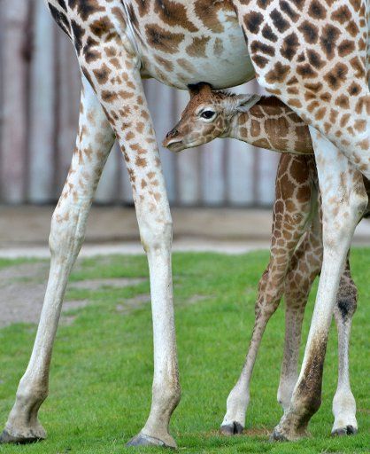 Young male giraffe Madiba, who was born on 12 June 2014, stands next to his mother at the zzo in Leipzig, Germany, 01 July 2014. He has only been allowed outside since a couple of days ago. Photo: HENDRIK SCHMIDT\/