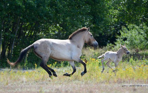 A Przewalski fole follows its mother Galinka at the former military training group "Campo Pond" in Hanau-Grossauheim, Germany, 27 June 2014. The breeding group has received a new member. The project is part of the European species protection program....