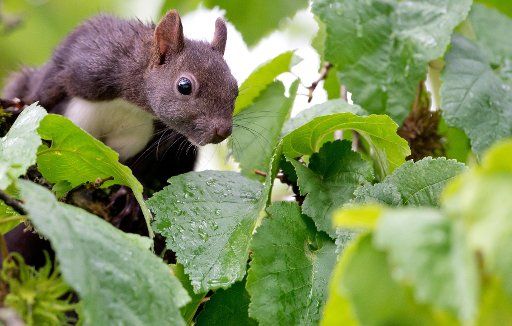 A squirrel eats a hazelnut in a tree in Munich, Germany, 22 July 2014. Photo: SVEN HOPPE\/