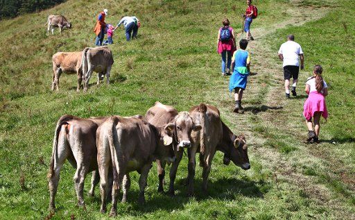 Hikers walk along a mountain pathway past grazing cows in the alpine mountains near Ofronten, Germany, 17 Auguts 2014. Photo: Karl-Josef Hildenbrand\/