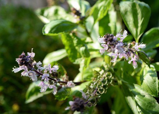 A flowering basil plant in Berlin, Germany, 08 September 2014. Basil is perfectly edible when it flowers, but the leaves taste slightly bitter when it does or after. Photo: Jens Kalaene -NO WIRE SERVICE-