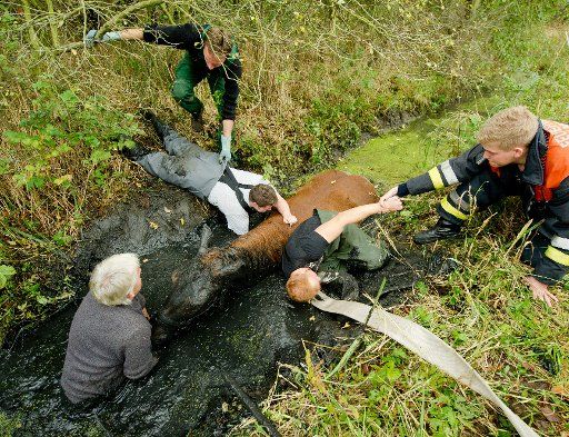 Coachman Norbert Fenske (L) and fire fighters prepare the rescue of horse Emma Ina from a ditch in Hamburg, Germany, 18 October 2014. The four-year old horse slipped into the ditch on a meadow in the Moorwerder district and had to be pulled out by a ...