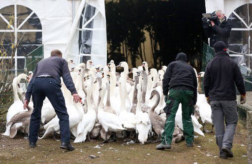 Swan caretaker Olaf Niess (L) and his employees take the Alster swans into a tent facility which is intended to help protect them against avian flu at the Muehlenteich Pond in Hamburg, Germany, 03 December 2014. Due to the danger of avian flu in ...